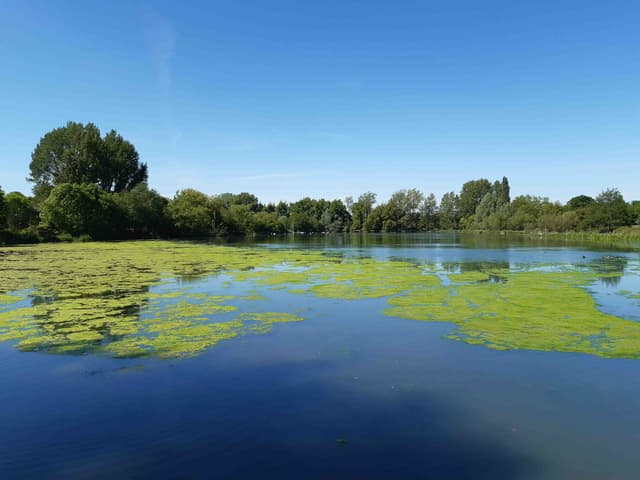 Wyken Slough Nature Reserve