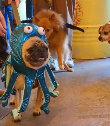 Dog 'o' Ween Parade  | FarGo Village - image 2