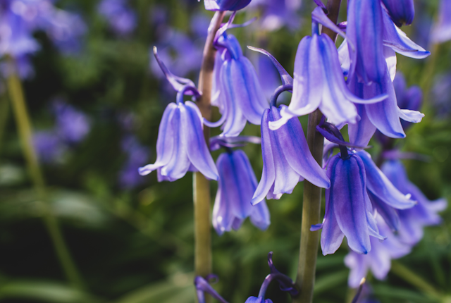 Places to see Bluebells in Coventry