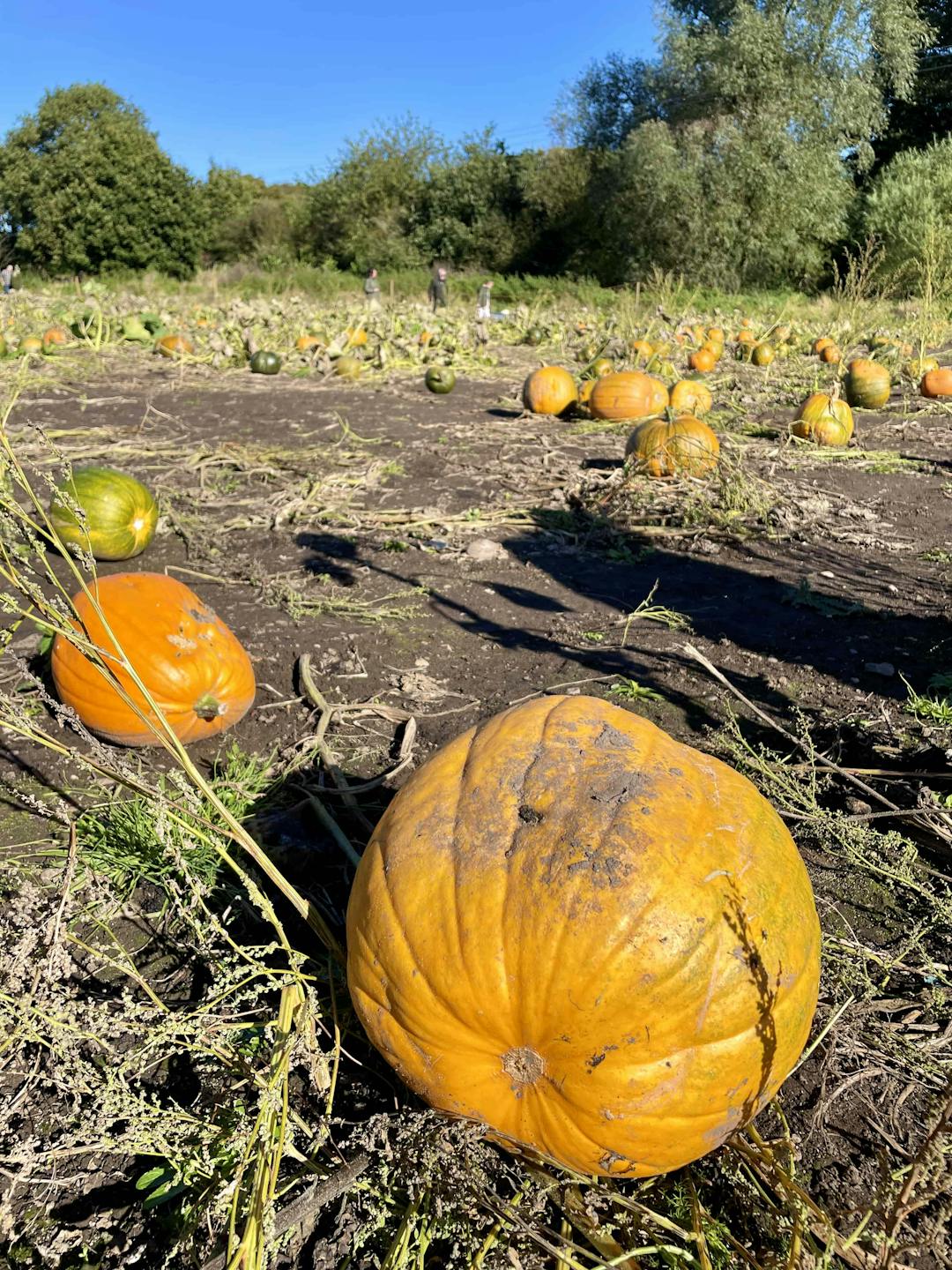Spooky Mazes & Pumpkins | Lichfield - image 6
