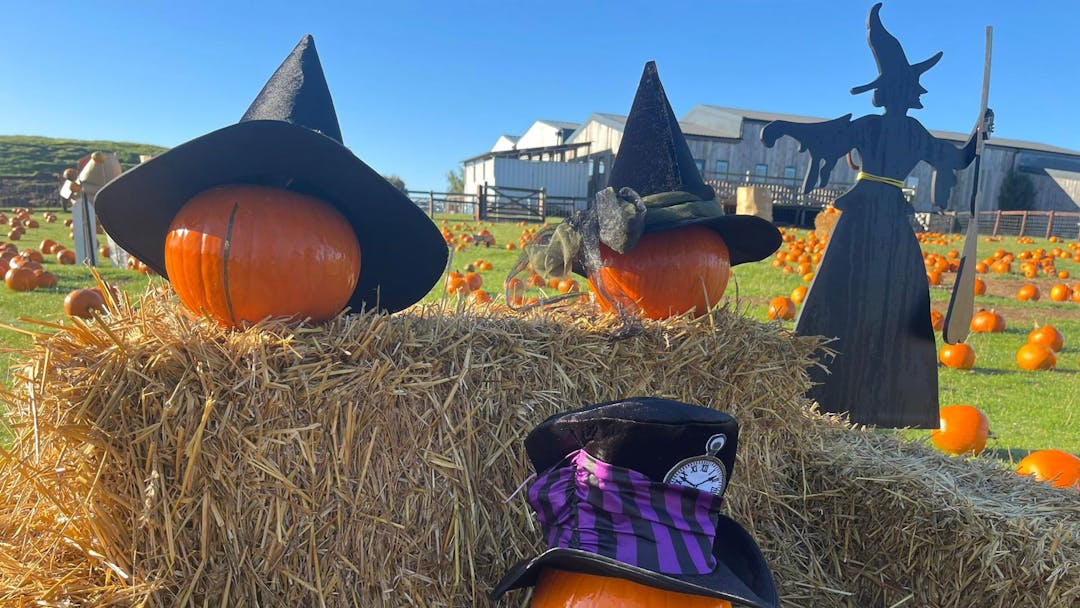 Halloween at Mini Meadows Farm | Northampton  - image 1