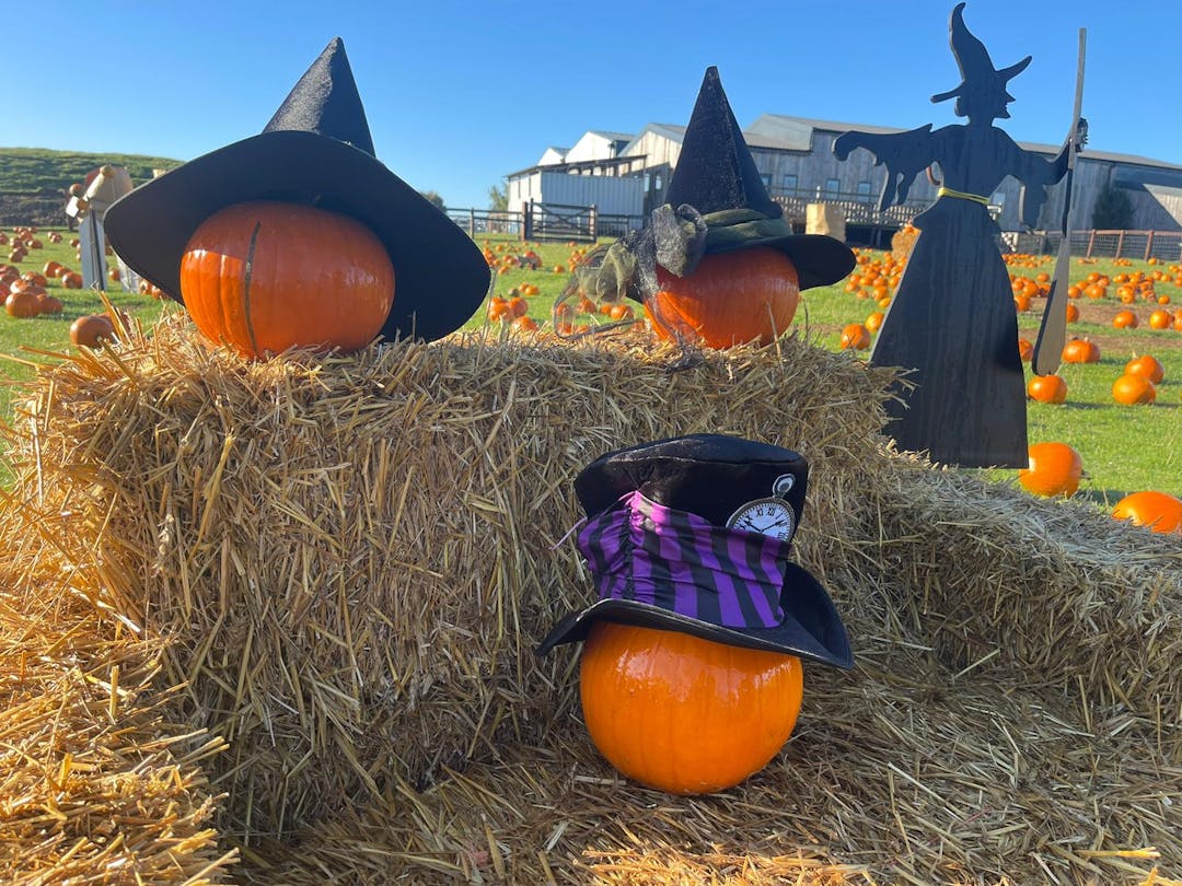 Halloween at Mini Meadows Farm | Northampton  - image 2