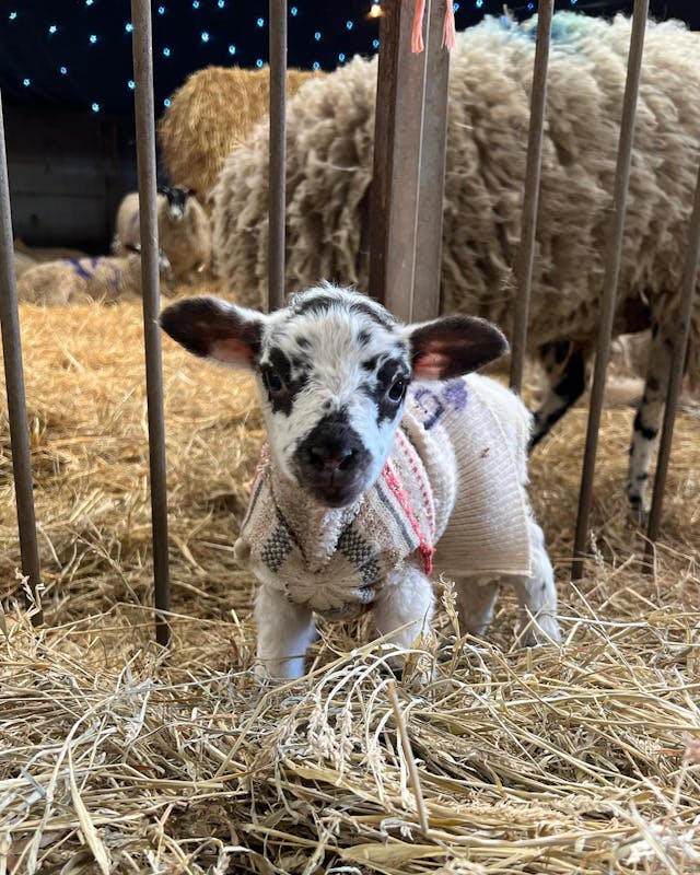 Lambing Live | The Barn at Berryfields