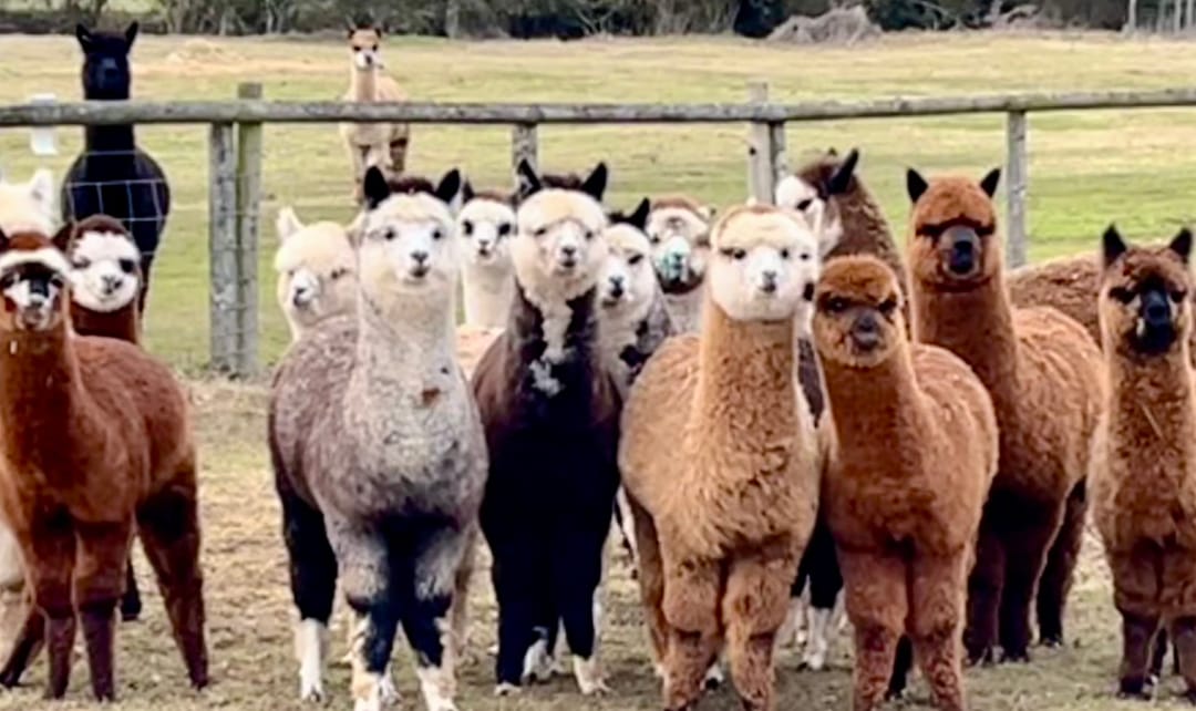 Faerie Tale Alpacas - image 2