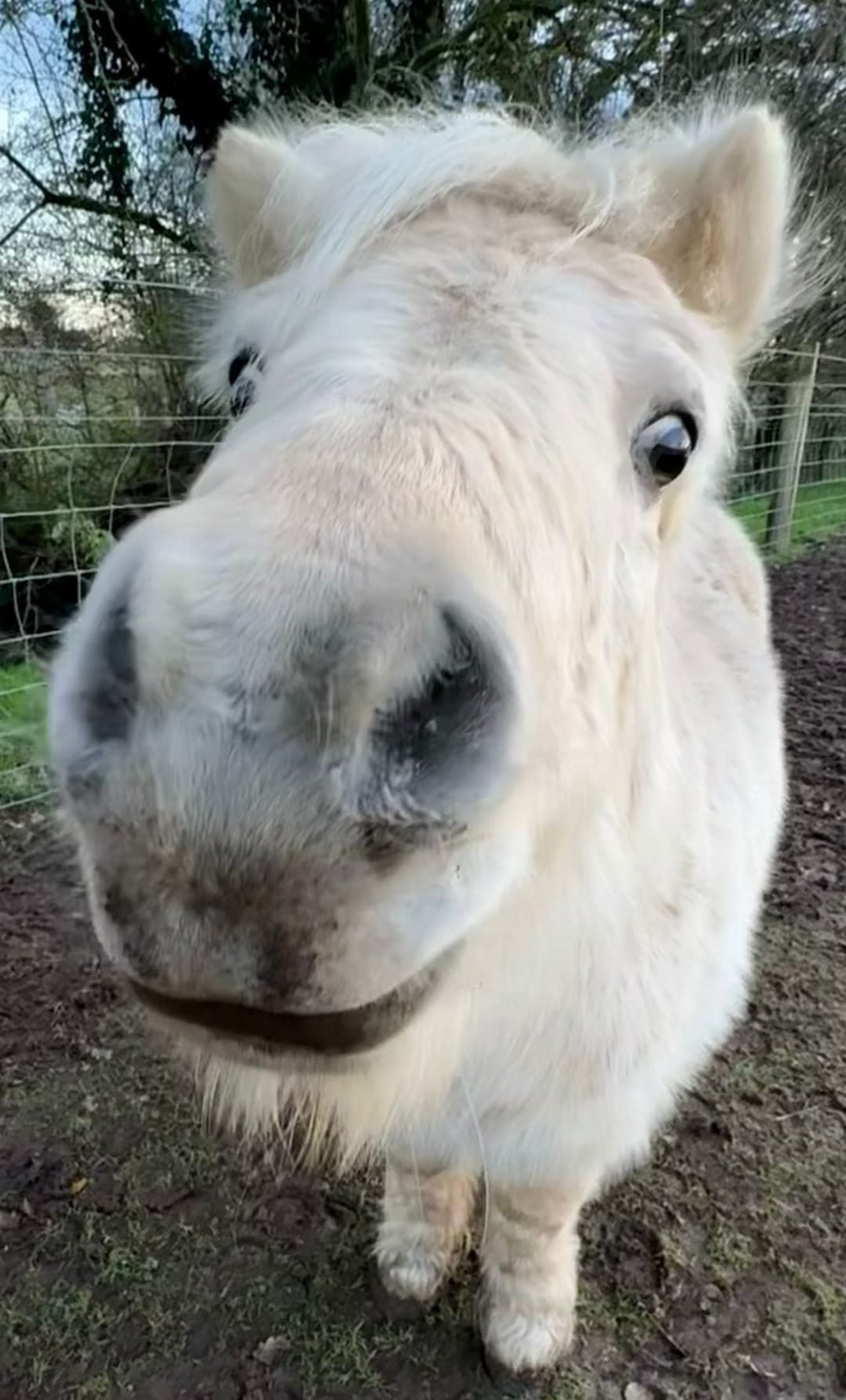 Faerie Tale Alpacas - image 5