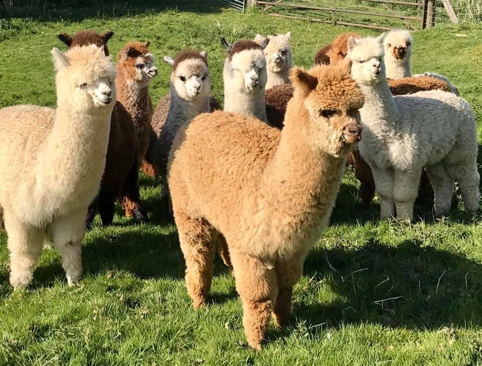 Faerie Tale Alpacas - image 4