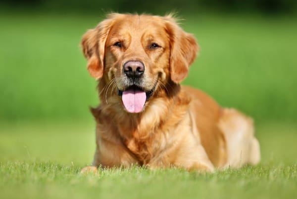 Dog Bingo Night | Earlsdon