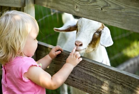 Children's Farms near Coventry