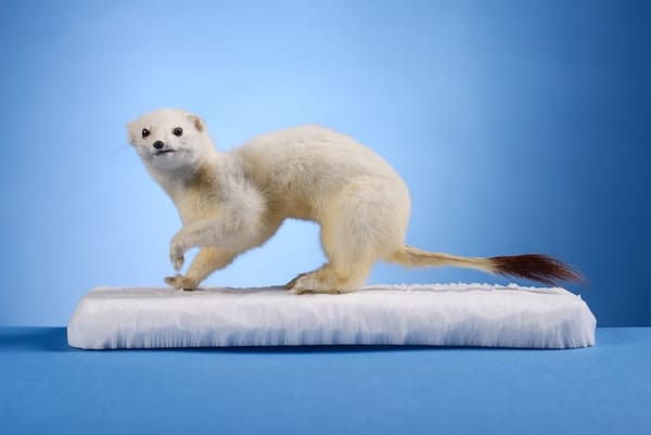 Curious Creatures, Stones and Bones | Herbert Art Gallery