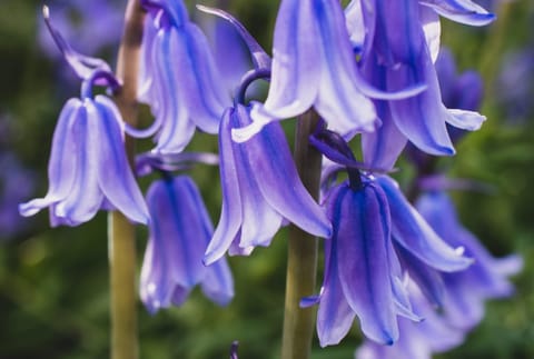 Places to see Bluebells in Coventry