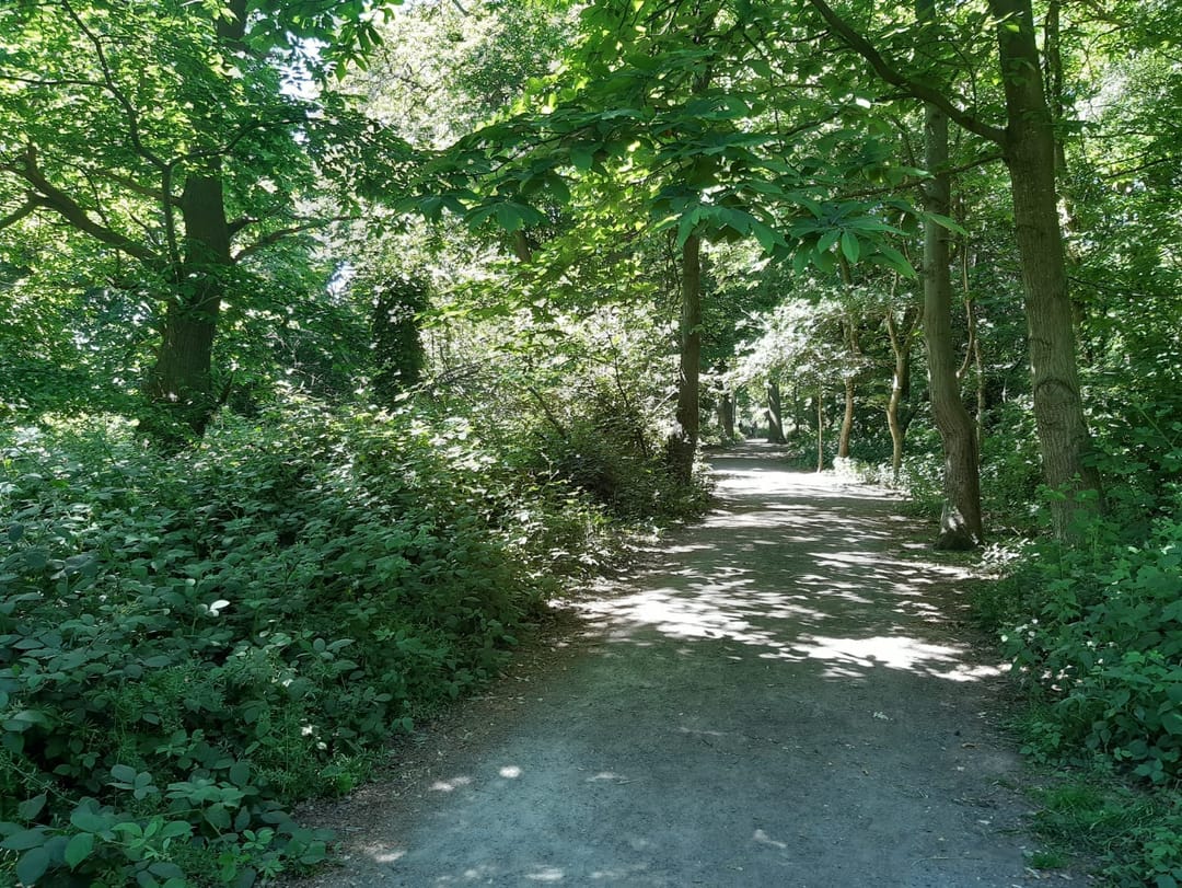 Crackley Wood - image 1