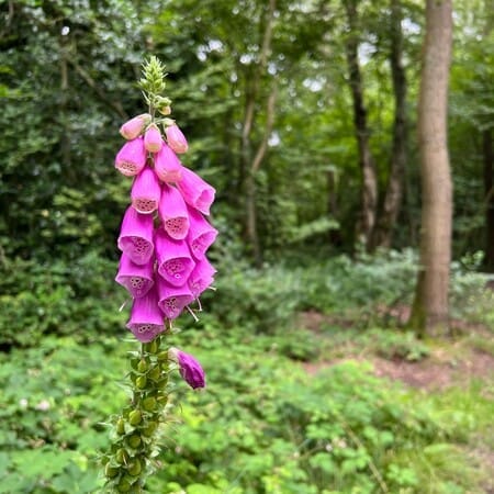 Millison's Wood | Meriden