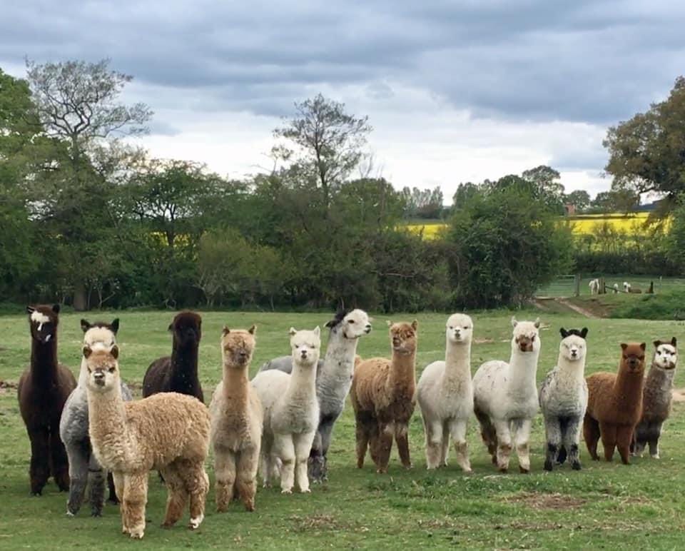 Faerie Tale Alpacas - image 8