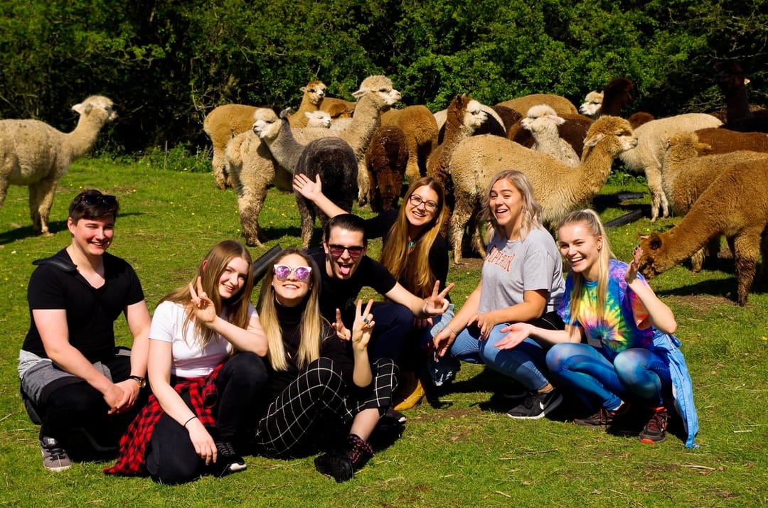 Faerie Tale Alpacas - image 6