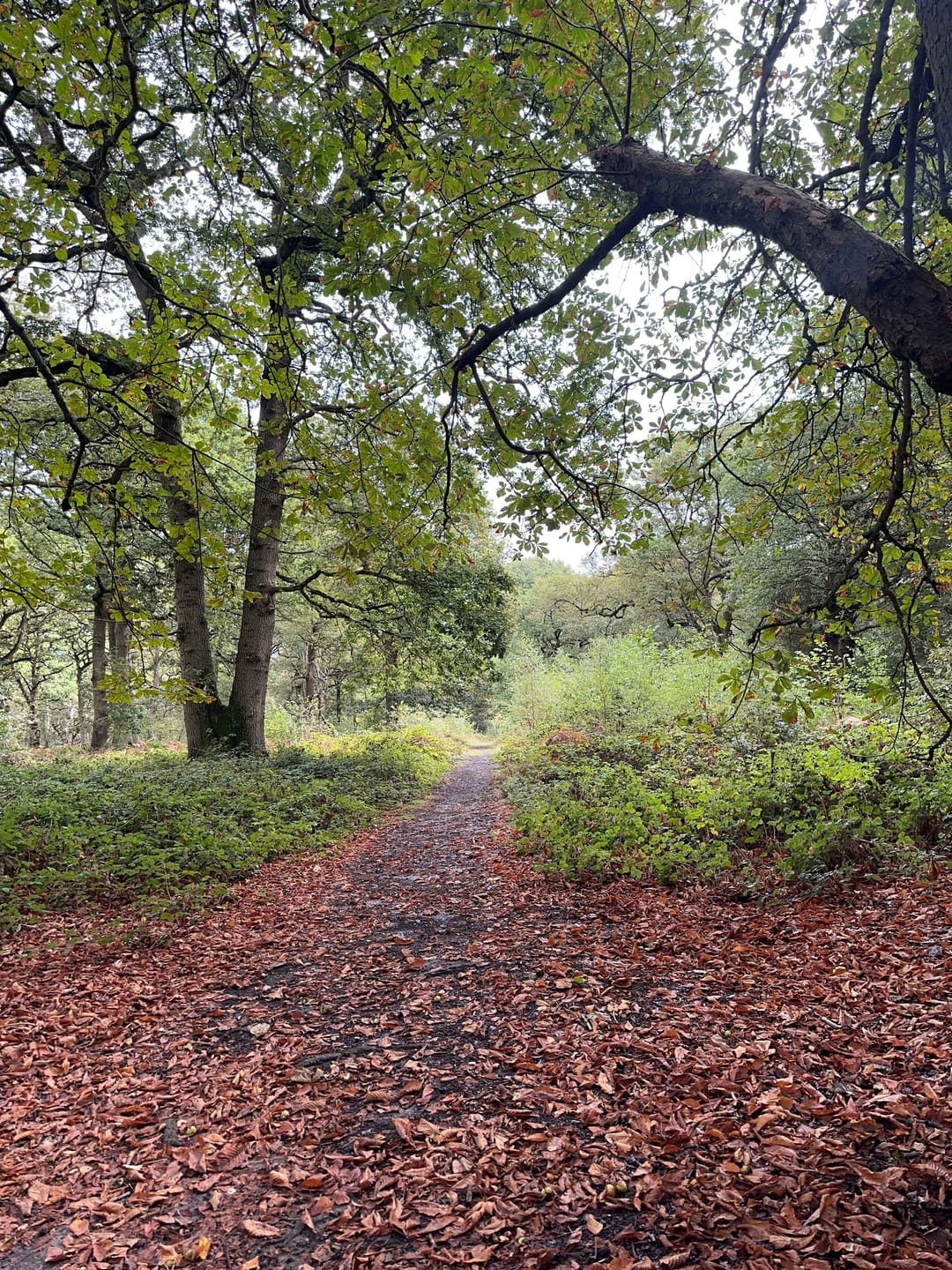 Ryton Wood Figure of Eight Walk - image 2