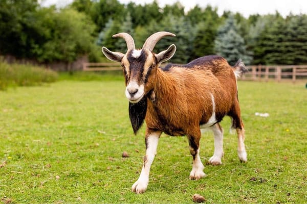Spencer’s Retreat Farm