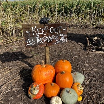 Spooky Maize Maze & Pumpkins | Lichfield - image 8