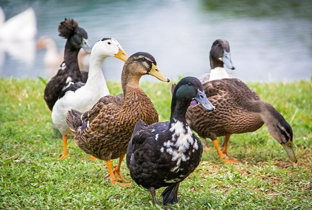 Places to Feed the Ducks in Coventry