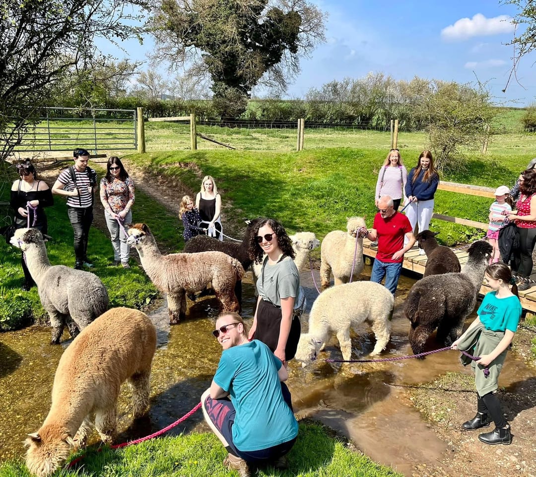 Faerie Tale Alpacas - image 7