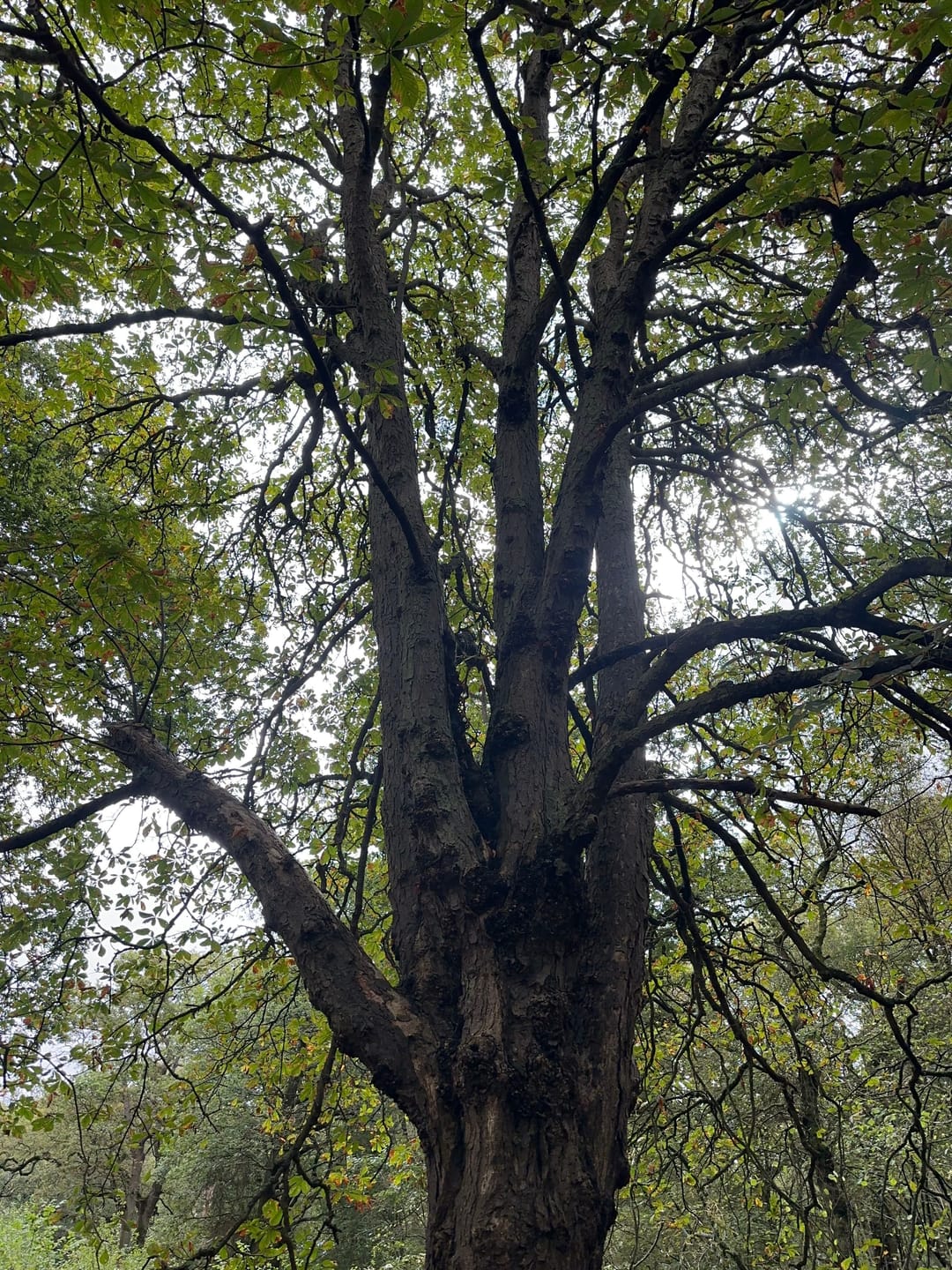 Ryton Wood - image 1