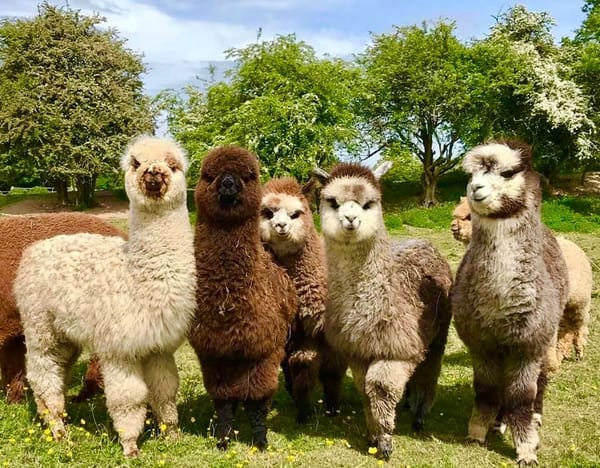 Faerie Tale Alpacas