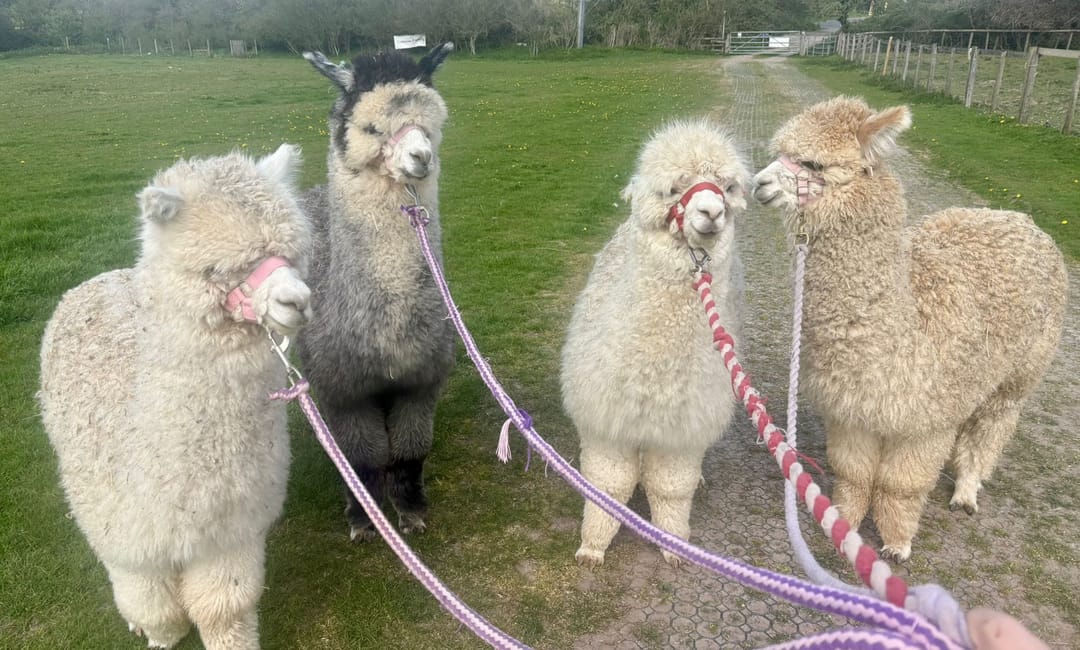 Faerie Tale Alpacas - image 2