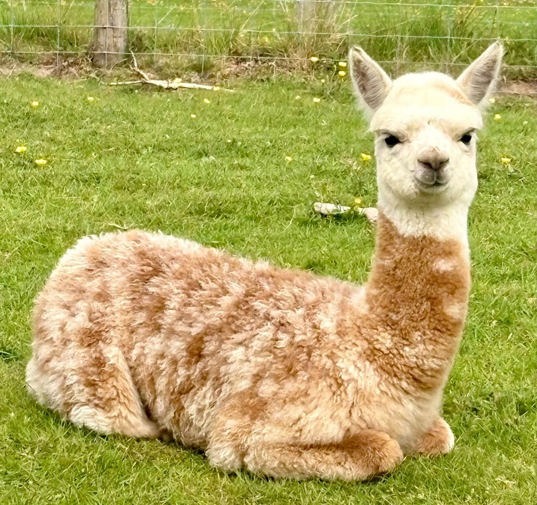 Faerie Tale Alpacas - image 7