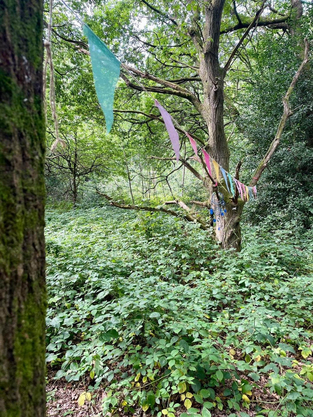 Hearsall Common Woodland - image 1