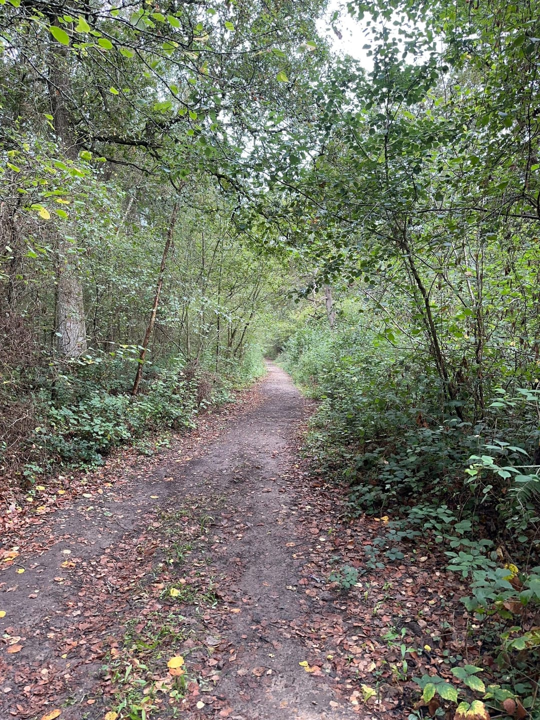 Ryton Wood - image 3
