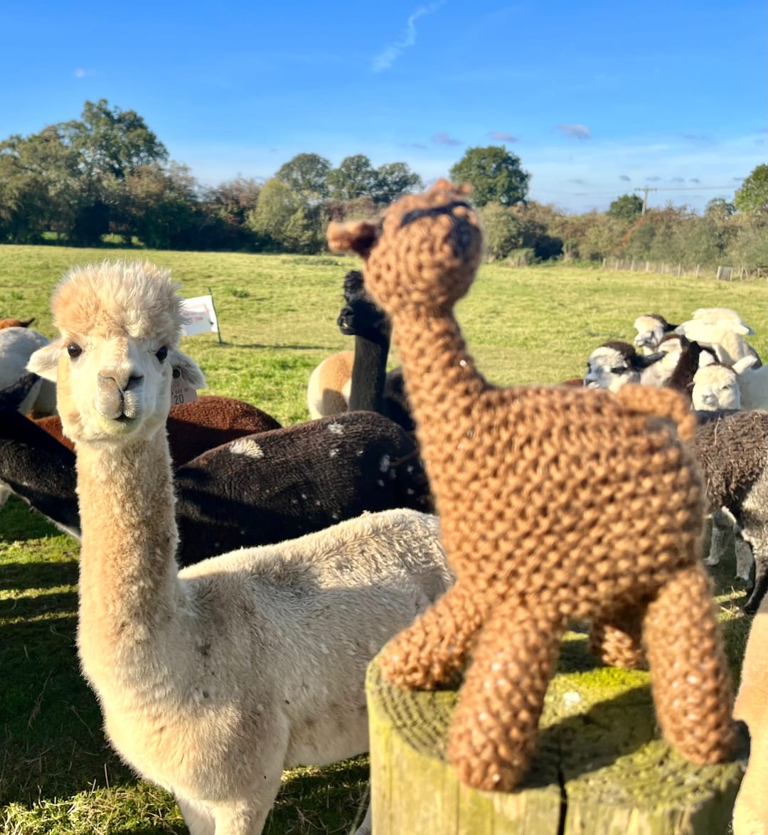 Faerie Tale Alpacas - image 3