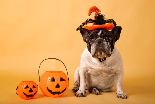 Dog 'o' Ween Parade | FarGo Village