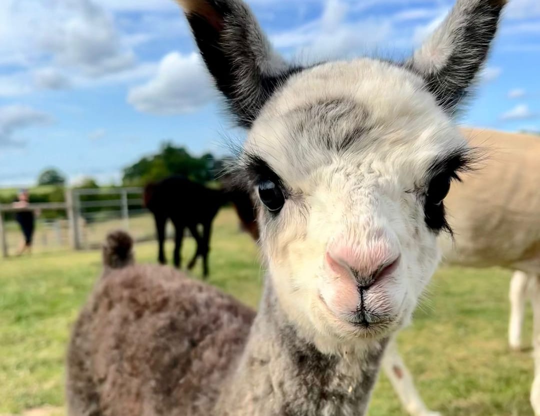 Faerie Tale Alpacas - image 1