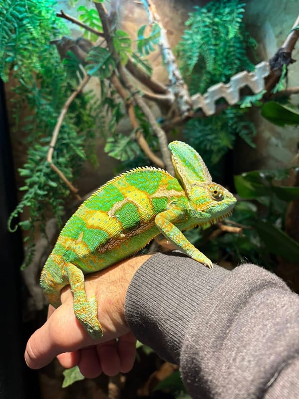 Cool Critters Interactive Reptile Show