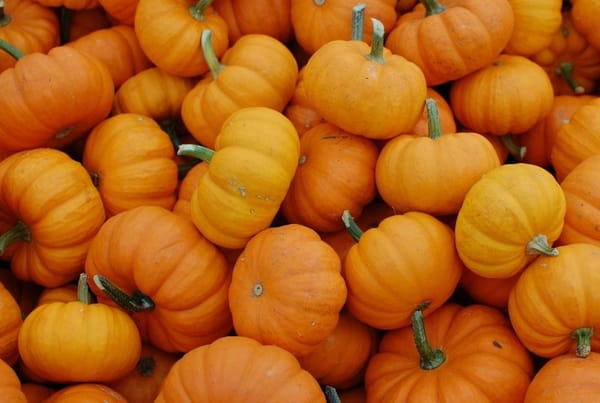 Naylor’s Ark Halloween Trail