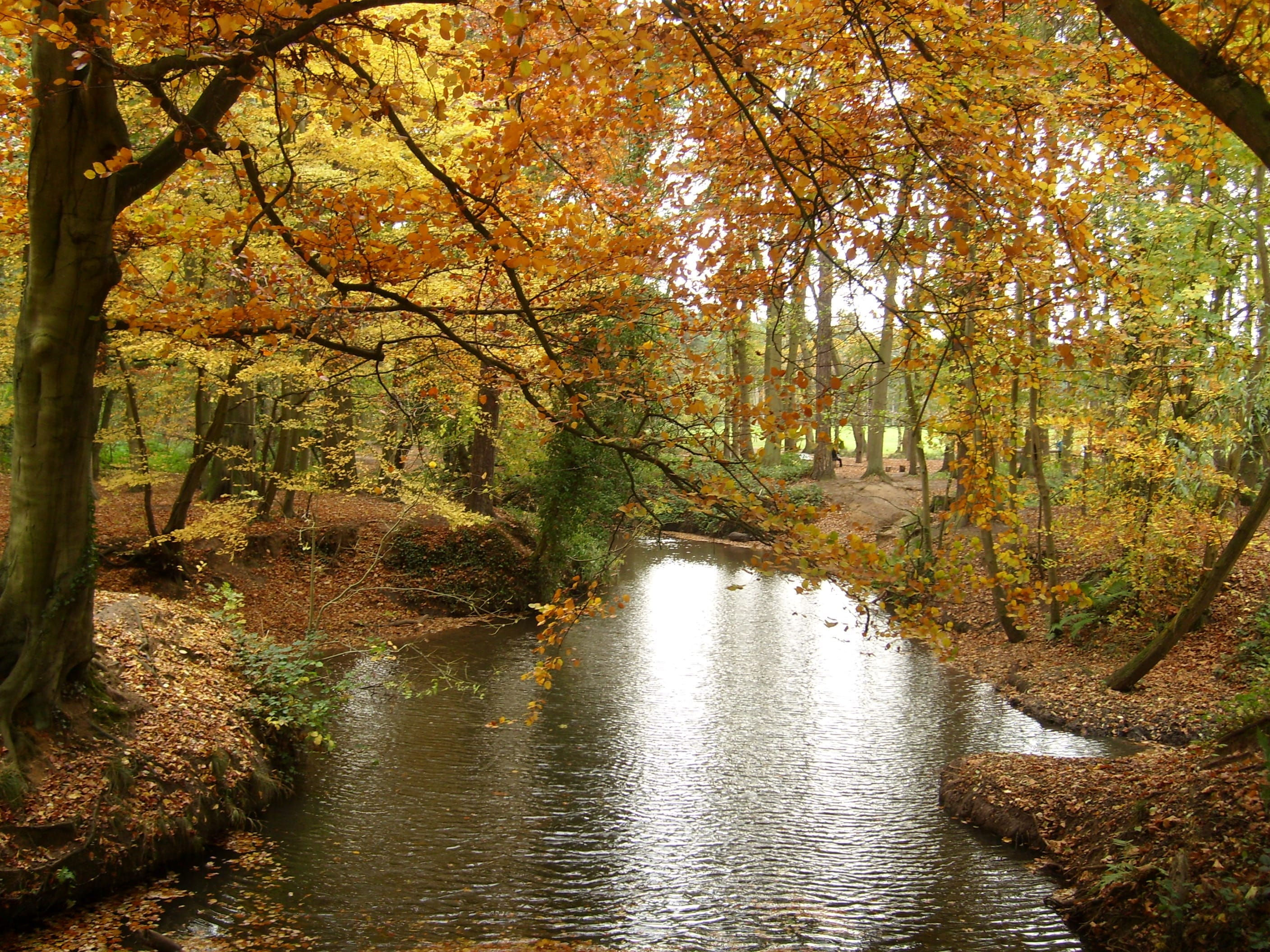 Places to find Conkers in Coventry