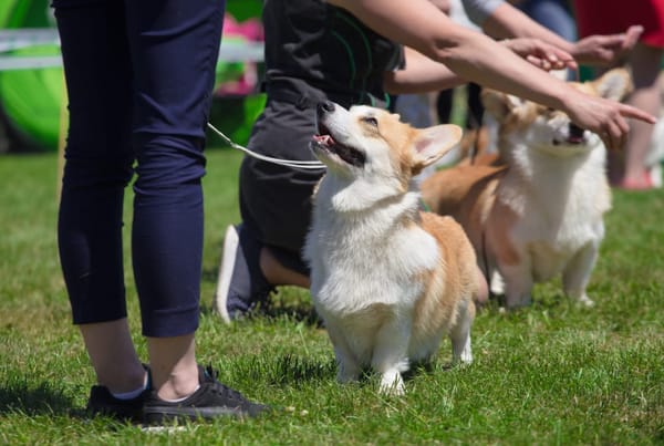 Fun Dog Show | Canal Basin