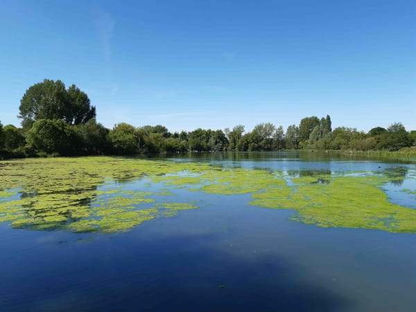 Wyken Slough Nature Reserve