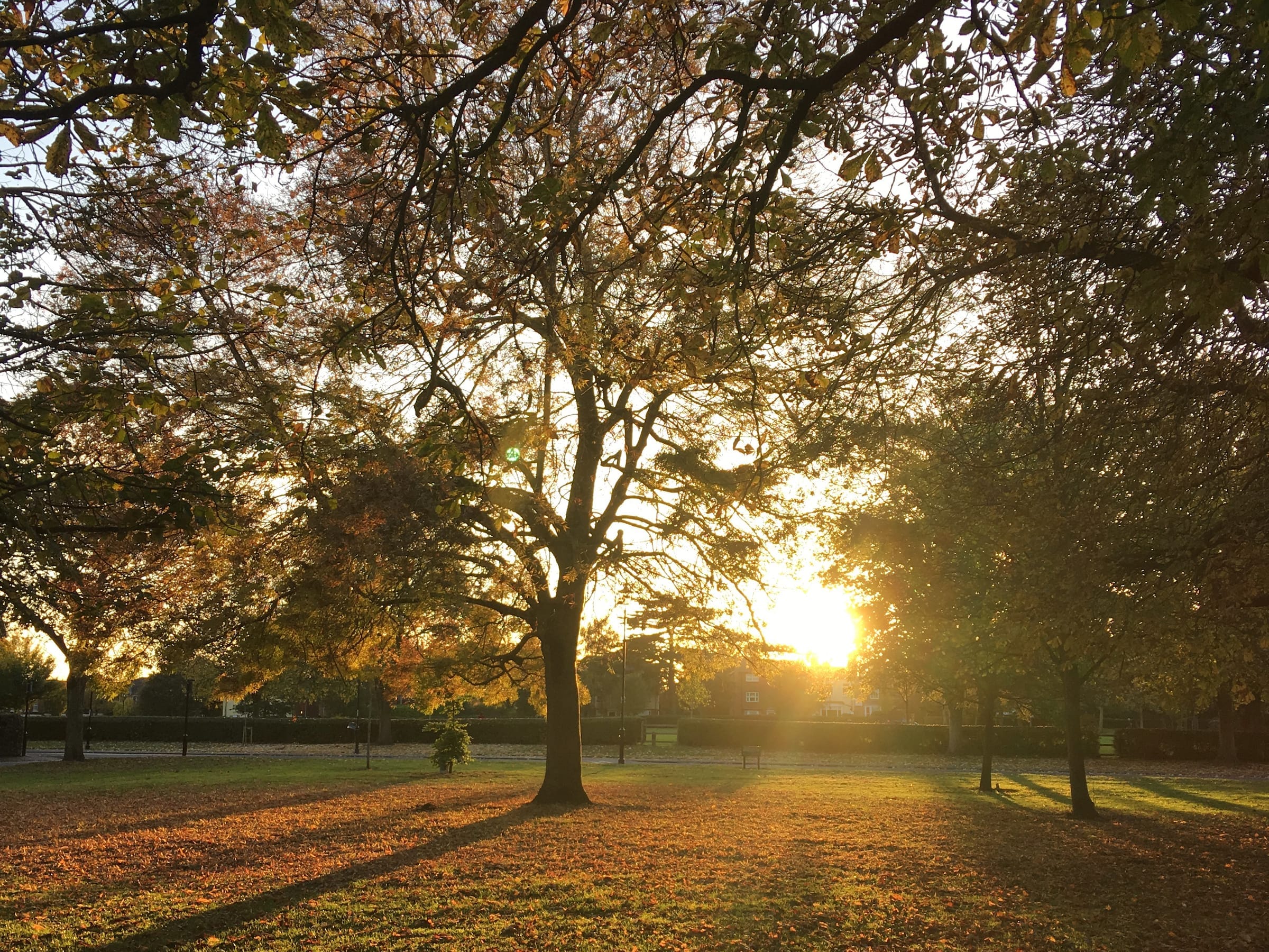 Places to find Conkers in Coventry