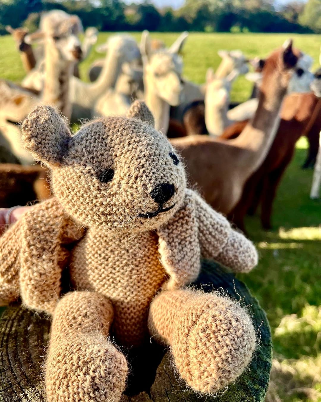 Faerie Tale Alpacas - image 1