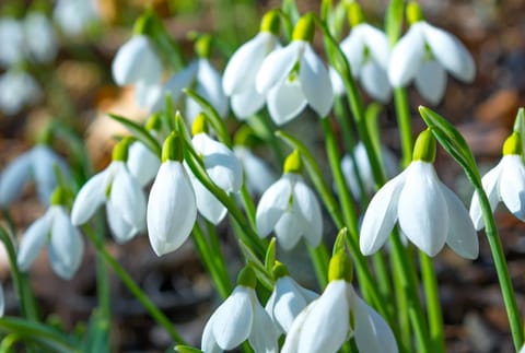 Where to Find Snowdrops in Coventry