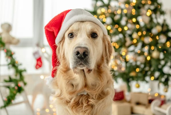 Dogs Trust Christmas Fair | Kenilworth
