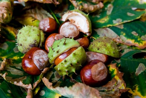 Places to find Conkers in Coventry