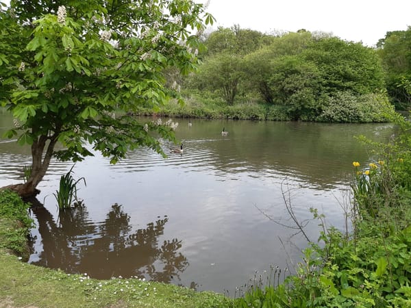 Tocil Wood & Nature Reserve