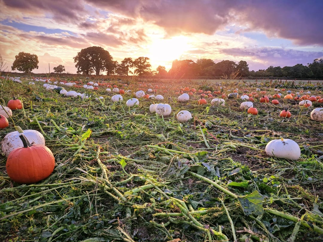 The Pumpkin Place | Wolston - image 1