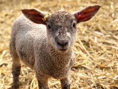 Lambs & Ewe | Lower Drayton Farm - image 2