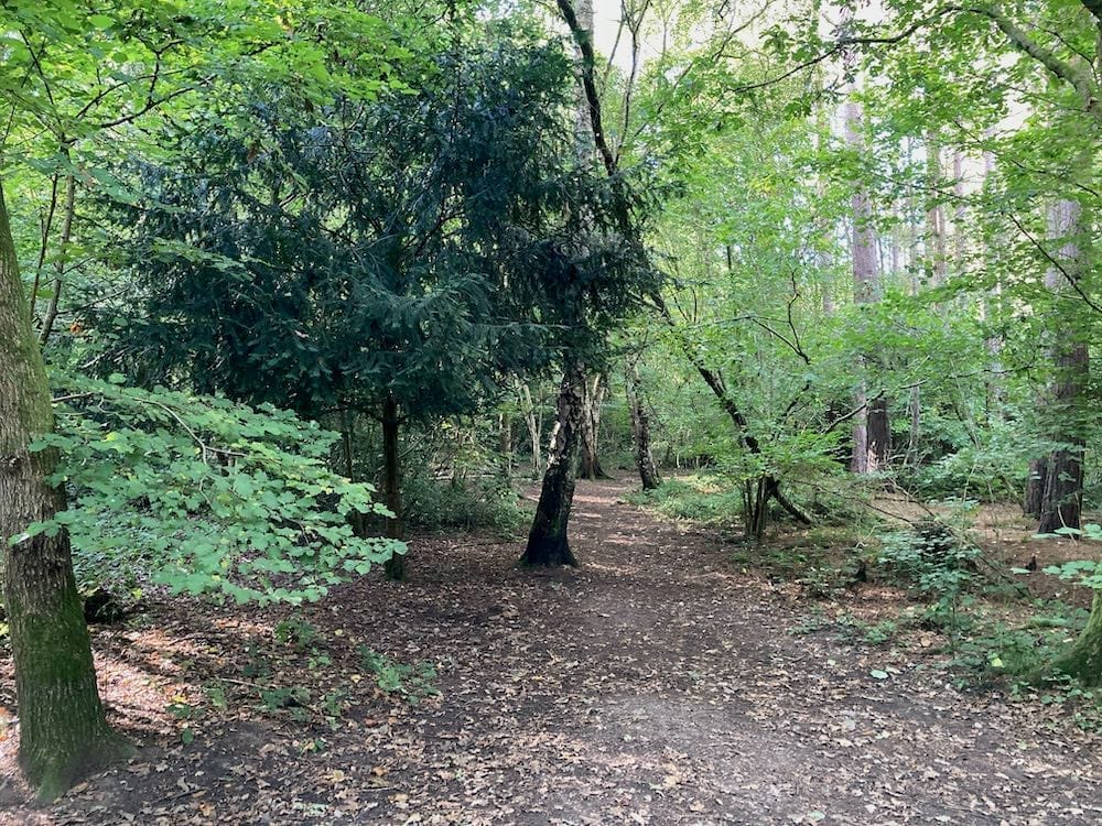 Binley Woods Park and Brandon Wood - image 5