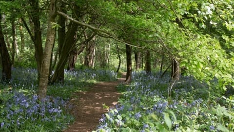 Crackley Wood