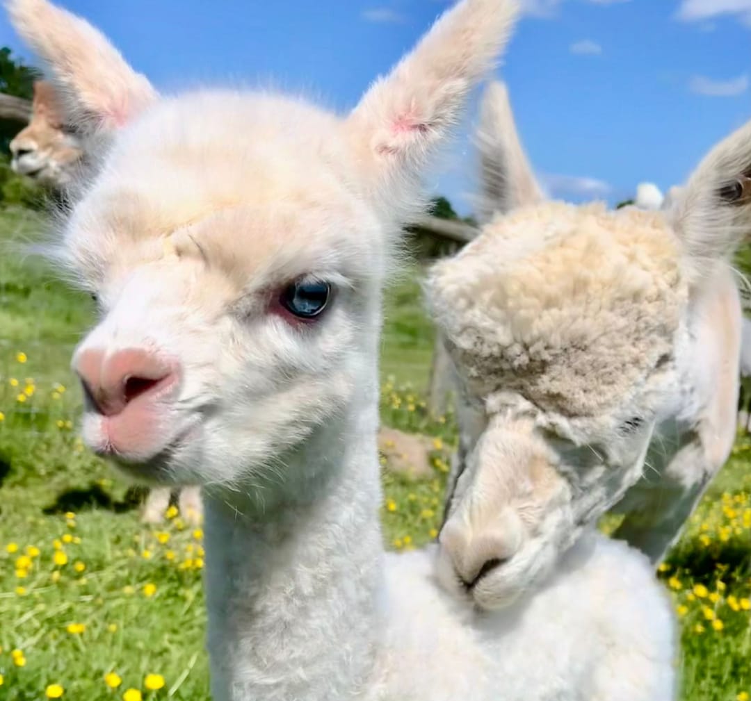 Faerie Tale Alpacas - image 3