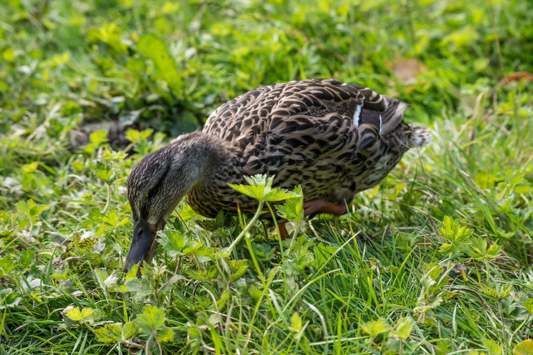 Naul's Mill Park - image 1