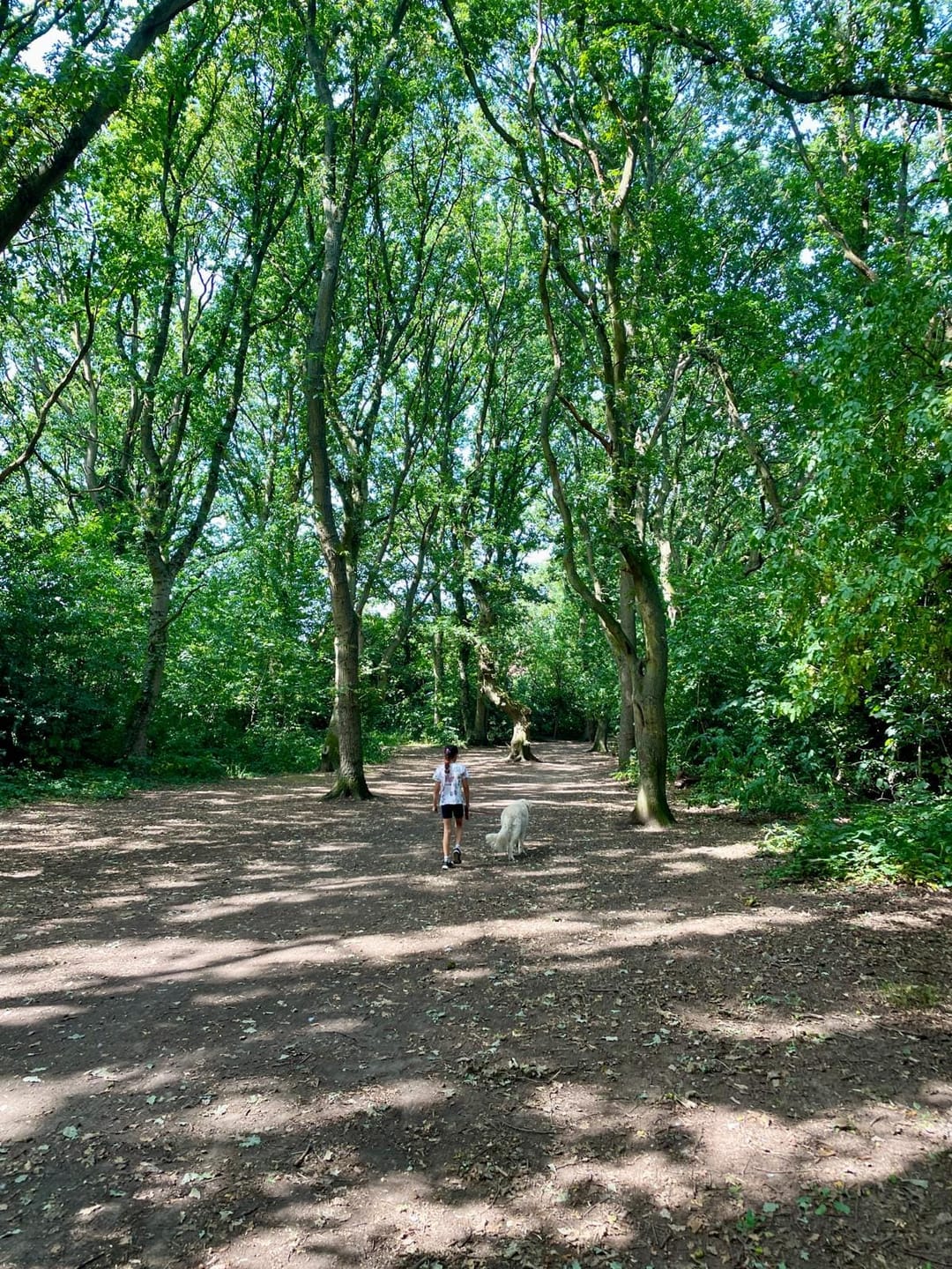 Hearsall Common Woodland - image 2